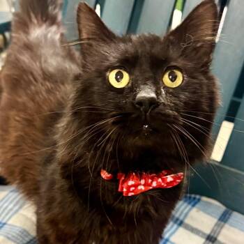 Domestic Long Hair Cats Available for Adoption in Lakeland, Florida - Henry | PetCurious