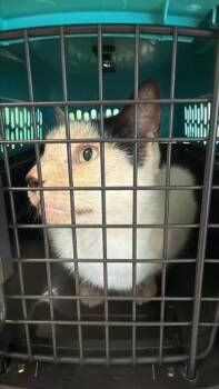 Rescue Domestic Short Hair Cats for Adoption in Largo, Florida - Elvis | PetCurious