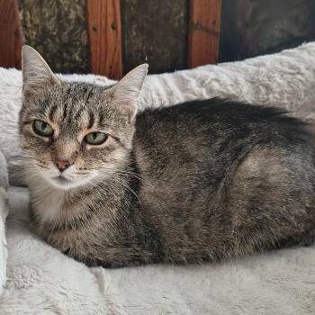 Jasmine -  Domestic Short Hair Cat Available for Adoption in Traverse City, Michigan - Jasmine | PetCurious
