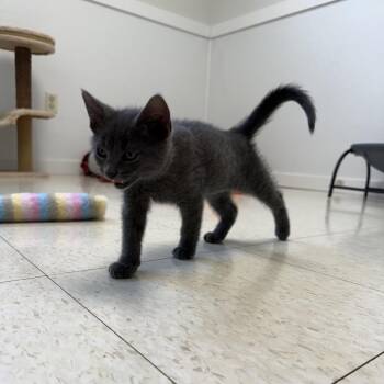 Kronos -  Domestic Short Hair Cat for Adoption in Milford, Iowa - Kronos | PetCurious