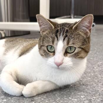 Skittles -  Domestic Short Hair Cat for Adoption in Zimmerman, Minnesota - Skittles | PetCurious