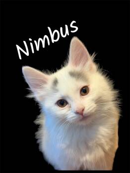 Nimbus -  Domestic Short Hair Cat for Adoption in Auburn, California - Nimbus | PetCurious