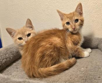 Gary -  Domestic Short Hair Cat for Adoption in Vancouver, Washington - Gary | PetCurious