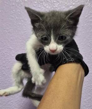 61487588 -  Domestic Short Hair Cat for Adoption in El Paso, Texas - 61487588 | PetCurious