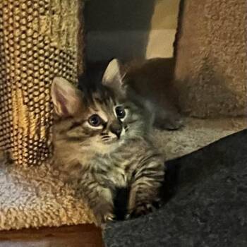 Domestic Short Hair Cats Available for Adoption in Normal, Illinois - Passion Flower | PetCurious