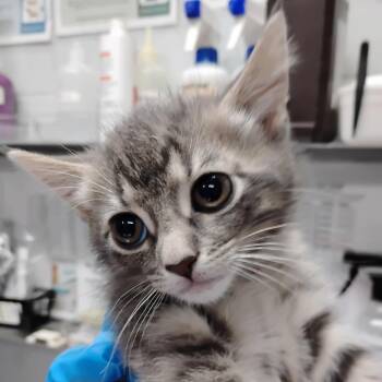 Domestic Short Hair Cats Available for Adoption - Hailey | PetCurious