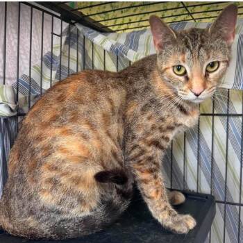 Star C26-195 -  Domestic Short Hair Cat for Adoption in Lebanon, Tennessee - Star C26-195 | PetCurious