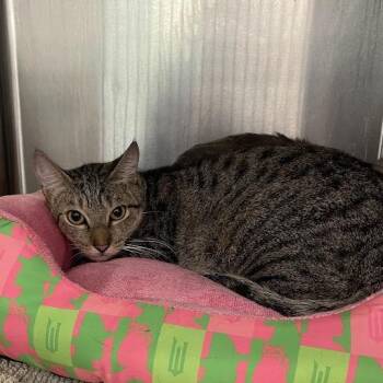 1422-C26 -  Domestic Short Hair Cat for Adoption in Port Charlotte, Florida - 1422-C26 | PetCurious