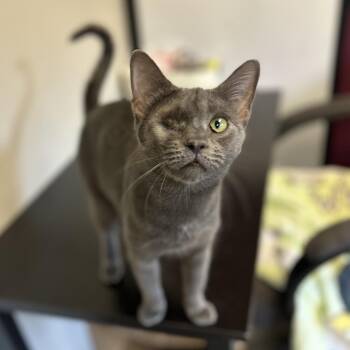 Bella -  Domestic Short Hair Cat for Adoption in Brockton, Massachusetts - Bella | PetCurious