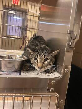 Tabby Cats Available for Adoption in Nacogdoches, Texas - Mark | PetCurious