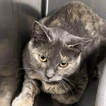 HALLEY -  Domestic Short Hair Cat for Adoption in Kyle, Texas - HALLEY | PetCurious