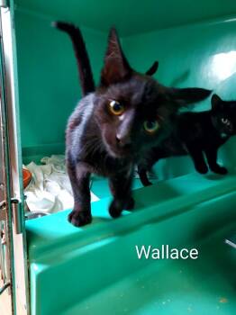Wallace -  Domestic Short Hair Cat for Adoption in Pine Grove, Pennsylvania - Wallace | PetCurious