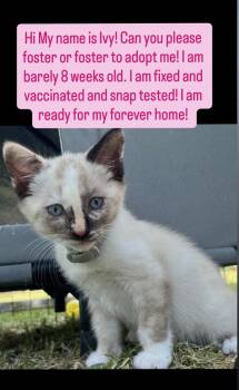 Ivy -  Domestic Short Hair Cat for Adoption in Fullerton, California - Ivy | PetCurious