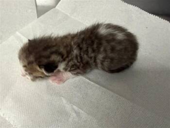 Domestic Short Hair Cats Available for Adoption in San Bernardino, California - DAVID | PetCurious