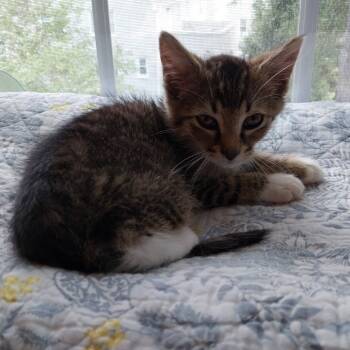 Rescue Domestic Short Hair Cats for Adoption in Fairfax Station, Virginia - Rigby | PetCurious