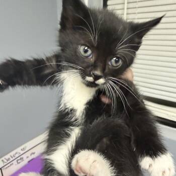 Bilbie -  Domestic Short Hair Cat for Adoption in Falls Church, Virginia - Bilbie | PetCurious