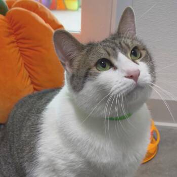 Toby -  Domestic Short Hair Cat for Adoption in Clearwater, Florida - Toby | PetCurious