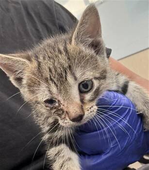 Domestic Short Hair Cats Available for Adoption in Dallas, Texas - BIBI | PetCurious