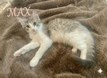 Max (girl) -  Domestic Medium Hair Cat for Adoption in New York, New York - Max (girl) | PetCurious