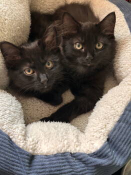 Rescue Domestic Short Hair Cats for Adoption - Gladis | PetCurious