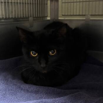 Avalon -  Domestic Short Hair Cat for Adoption in Bristol, Indiana - Avalon | PetCurious