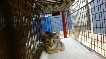 SUSSY -  Domestic Short Hair Cat for Adoption in Doral, Florida - SUSSY | PetCurious