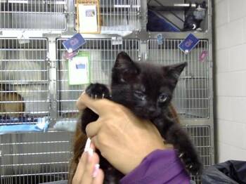 A186172 -  Domestic Short Hair Cat for Adoption in Pasadena, Texas - A186172 | PetCurious