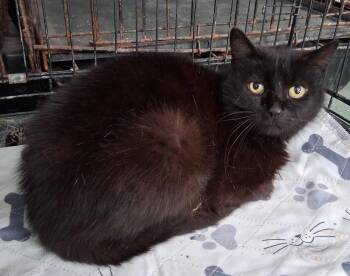 Charlotte -  Domestic Short Hair Cat for Adoption in Mcconnelsville, Ohio - Charlotte | PetCurious