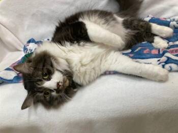 Domestic Long Hair Cats Available for Adoption - RIO | PetCurious