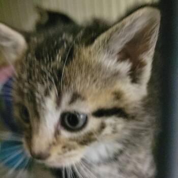 Hash Brown -  Domestic Short Hair Cat for Adoption in Belfair, Washington - Hash Brown | PetCurious