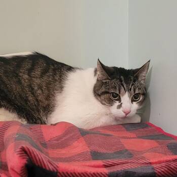 Craig-Fee Waived -  Domestic Short Hair Cat for Adoption in Brimfield, Massachusetts - Craig-Fee Waived | PetCurious