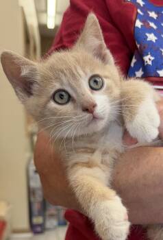 Mickey -  Domestic Short Hair Cat Available for Adoption in Westfield, New Jersey - Mickey | PetCurious