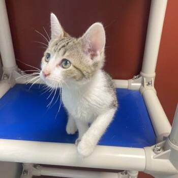 Patches -  Domestic Short Hair Cat for Adoption in Janesville, Wisconsin - Patches | PetCurious