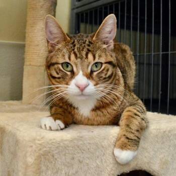 Domestic Short Hair Cats Available for Adoption in Saint Charles, Missouri - Prometheus | PetCurious
