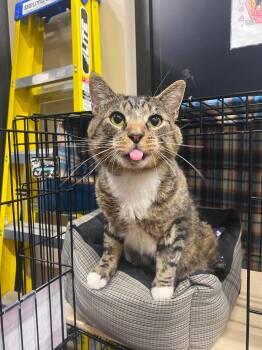 Lenny -  Domestic Short Hair Cat for Adoption in Fredericton, New Brunswick - Lenny | PetCurious
