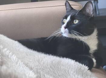 Paprika -  Domestic Short Hair Cat for Adoption in Calgary, Alberta - Paprika | PetCurious