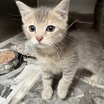 Ginny -  Domestic Short Hair Cat Available for Adoption in Elberon, Virginia - Ginny | PetCurious