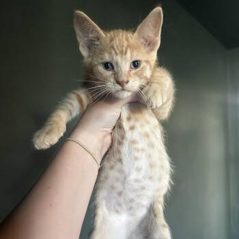 Overstock -  Domestic Short Hair Cat for Adoption in Kansas City, Missouri - Overstock | PetCurious