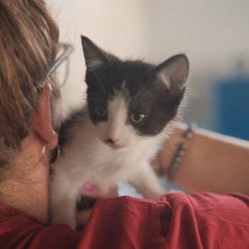Baymax -  Domestic Short Hair Cat for Adoption in San Jose, California - Baymax | PetCurious