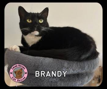 Brandy -  Domestic Short Hair Cat for Adoption in Hershey, Pennsylvania - Brandy | PetCurious