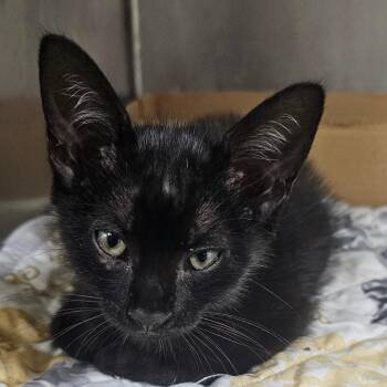 Jolene -  American Shorthair Cat for Adoption in Donalsonville, Georgia - Jolene | PetCurious
