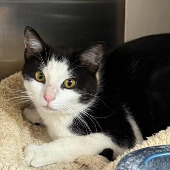 Domestic Short Hair Cats Available for Adoption in Cedaredge, Colorado - Chloe Is At Petsmart GJ | PetCurious