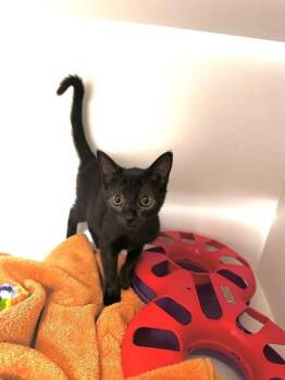 Meow-win -  Domestic Short Hair Cat for Adoption in Fairfax, Virginia - Meow-win | PetCurious