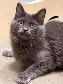 Fezco INDOOR ONLY -  Russian Blue and Domestic Medium Hair Cat for Adoption in Stockton, California - Fezco INDOOR ONLY | PetCurious