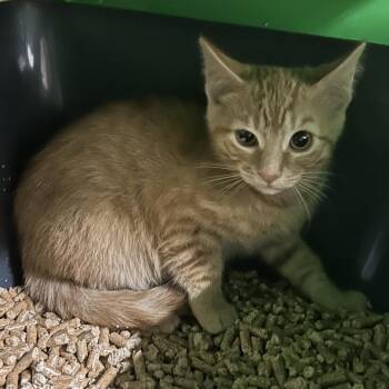 MIKE -  Domestic Short Hair Cat for Adoption in Richmond, California - MIKE | PetCurious