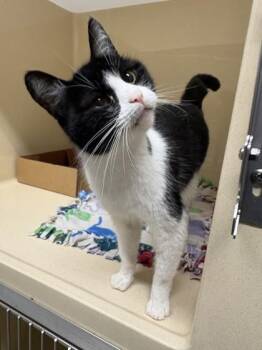 Oreo -  Domestic Short Hair Cat for Adoption in Pequot Lakes, Minnesota - Oreo | PetCurious