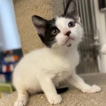 Rescue Domestic Short Hair Cats for Adoption in Ocean Isle Beach, North Carolina - Domino | PetCurious