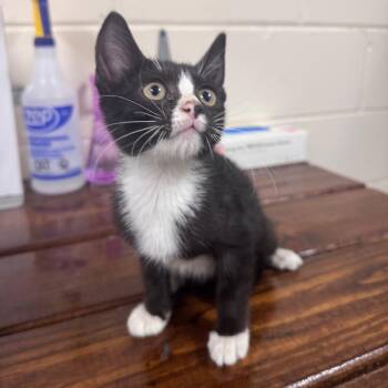 Alesia 28707 -  Domestic Short Hair Cat for Adoption in Middleburg, Florida - Alesia 28707 | PetCurious