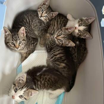 Rescue Domestic Short Hair Cats for Adoption - Janet | PetCurious