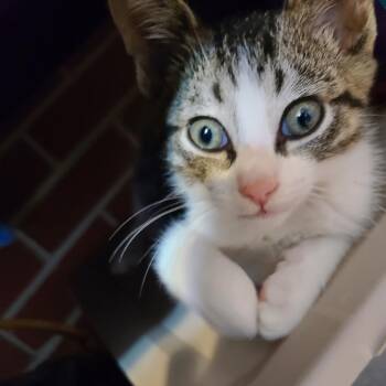 Tillie Hill -  Domestic Short Hair Cat for Adoption in Woodstock, Virginia - Tillie Hill | PetCurious